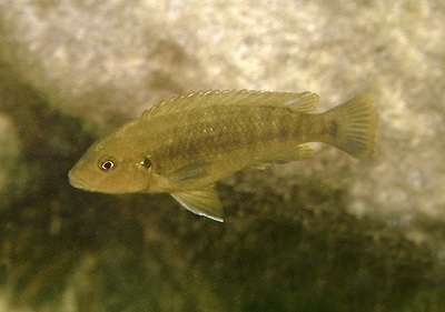 Pseudotropheus fuscus 'Mara Rocks'